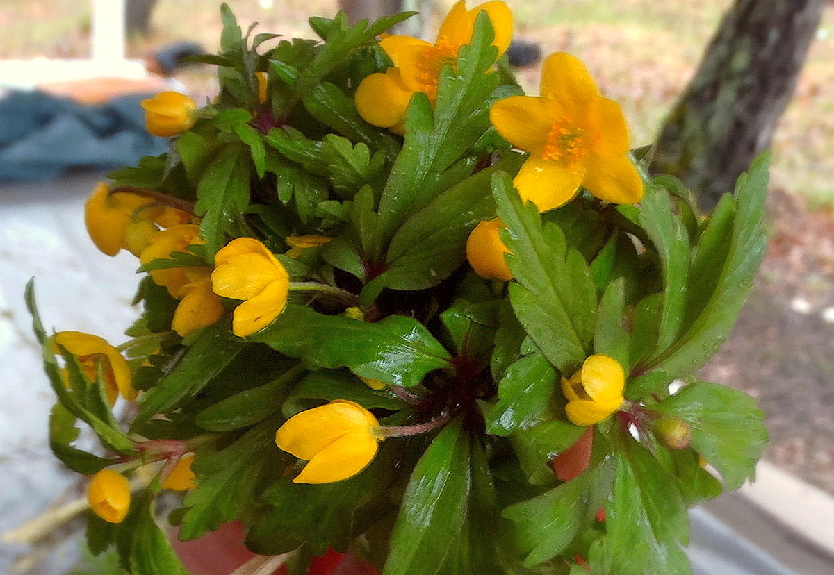 Первые весенние цветы