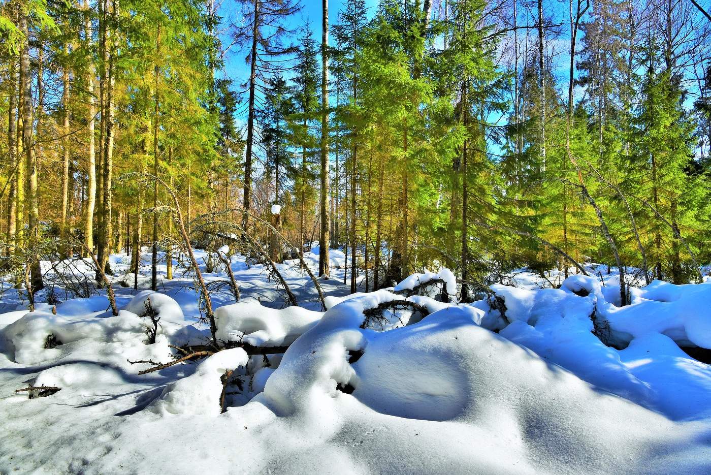 Март в лесу ...