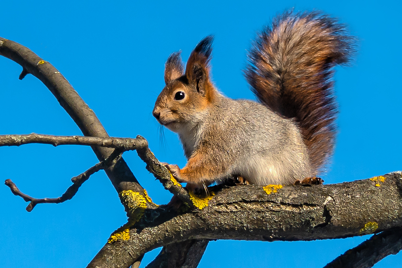 Высоко сидит, далеко глядит...