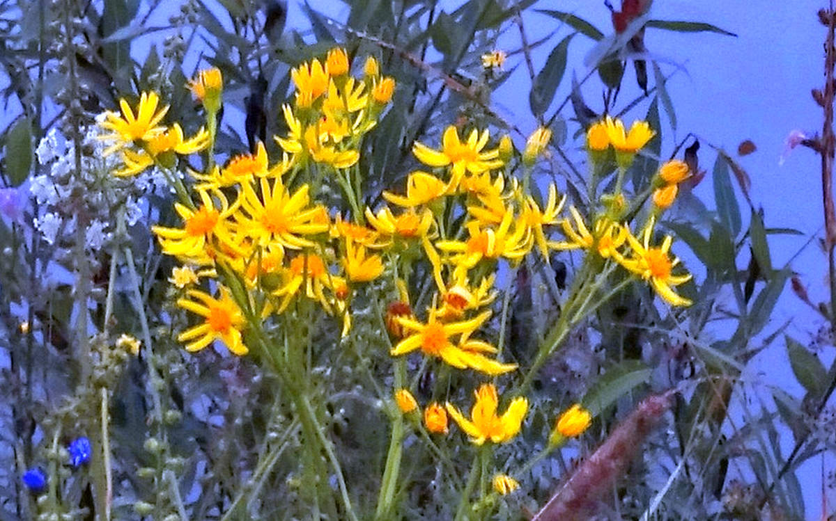 Цветы к празднику