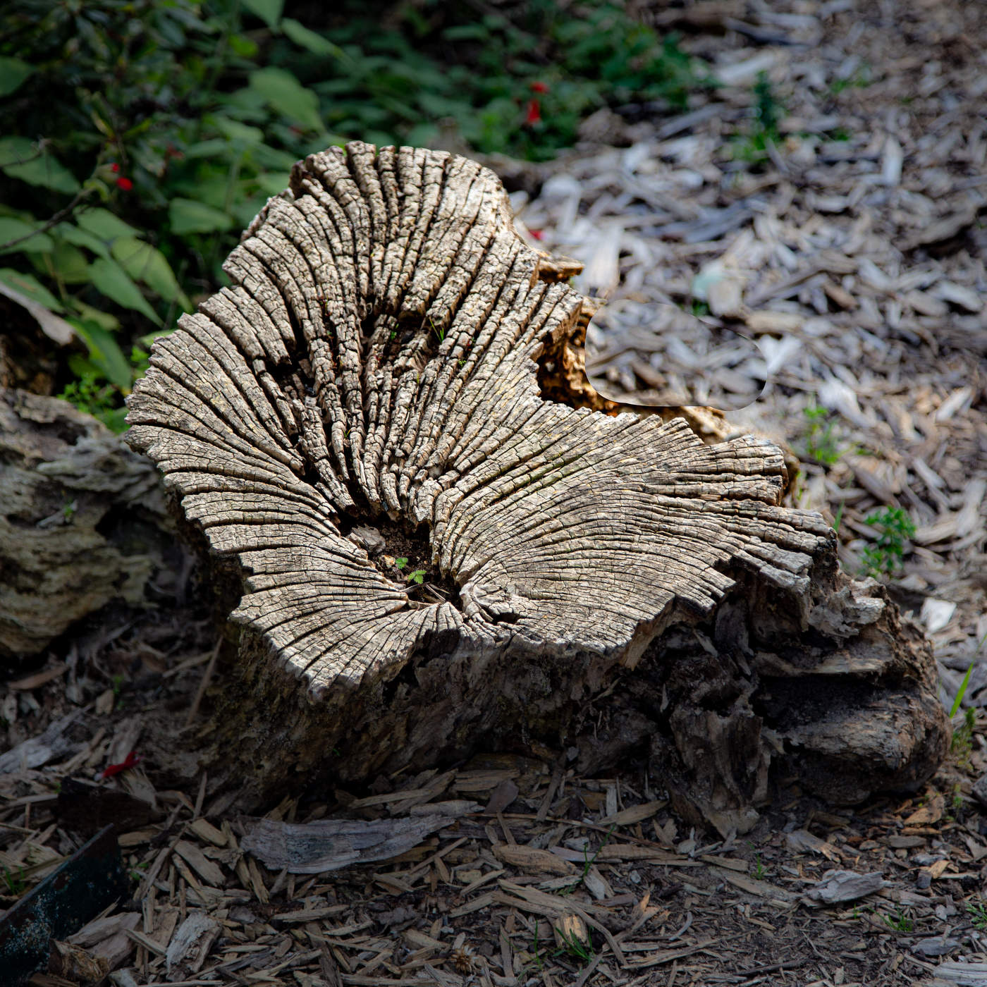 Очень старый пень
