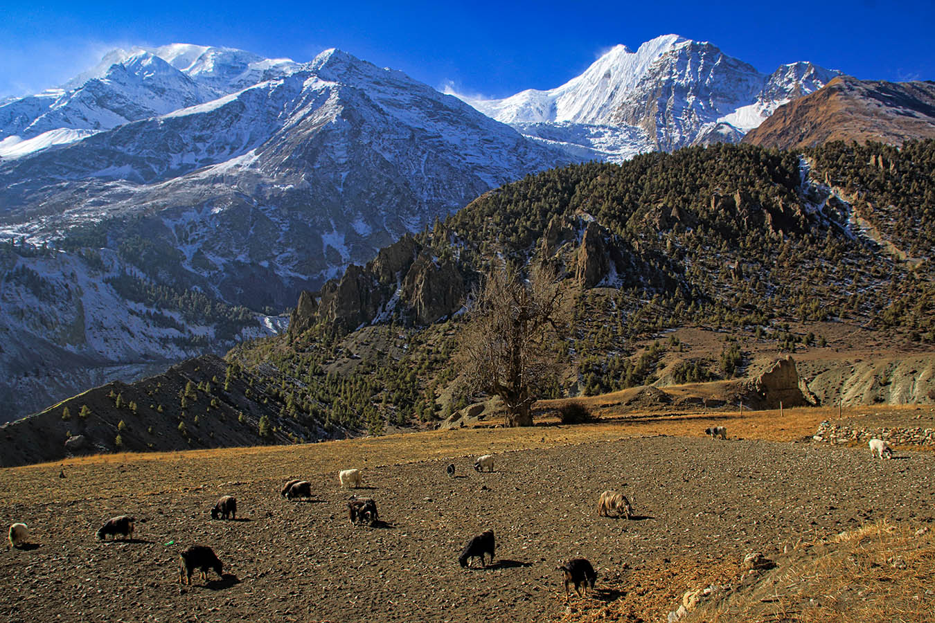 "На лугу посатся ко.."
