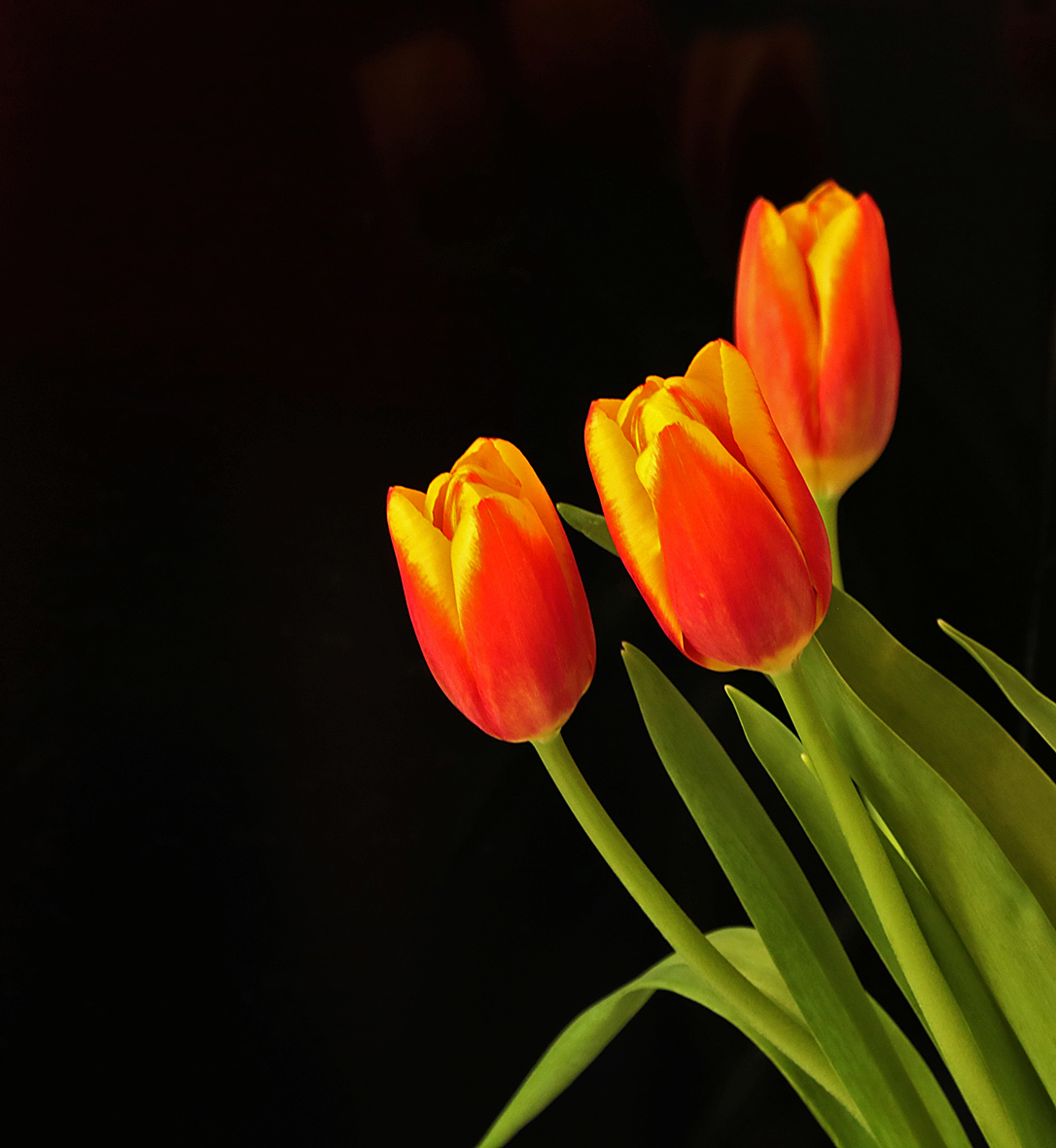 Тюльпаны от дочки