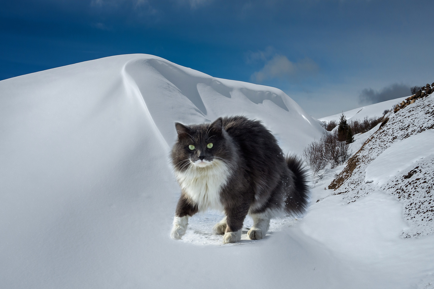 Спустился с гор за солью