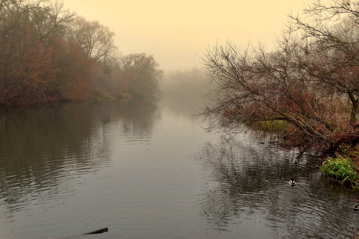 Туман на реке Орлик