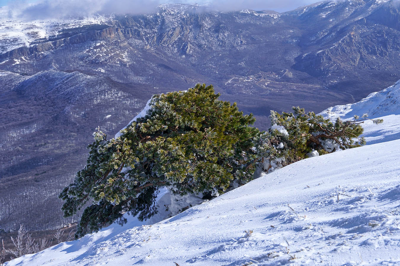 Крымская сосна*