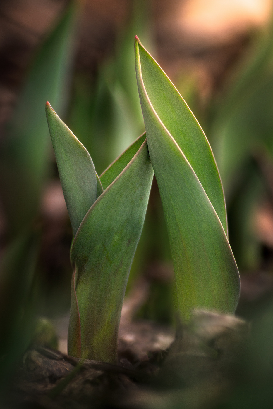Пробуждение...