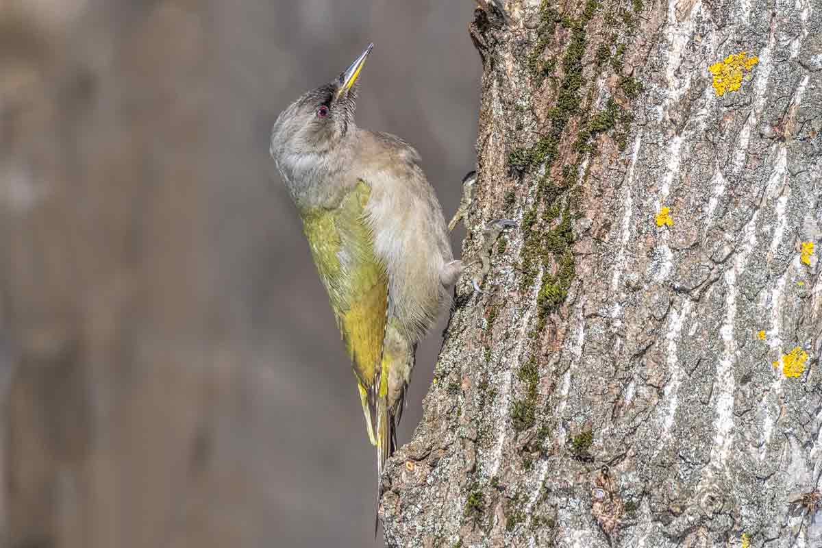 Седой дятел.