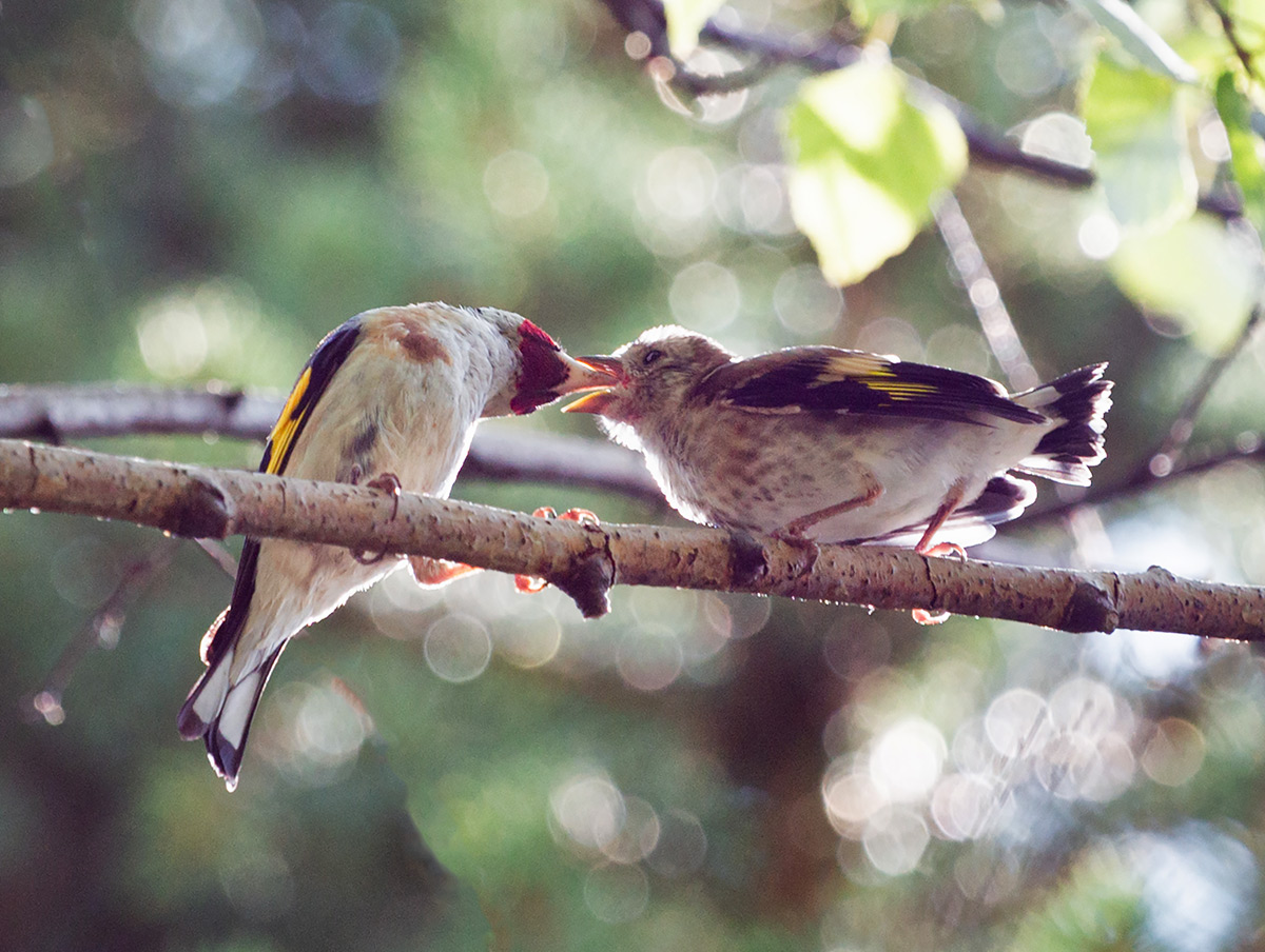 Кормление щеглёнка