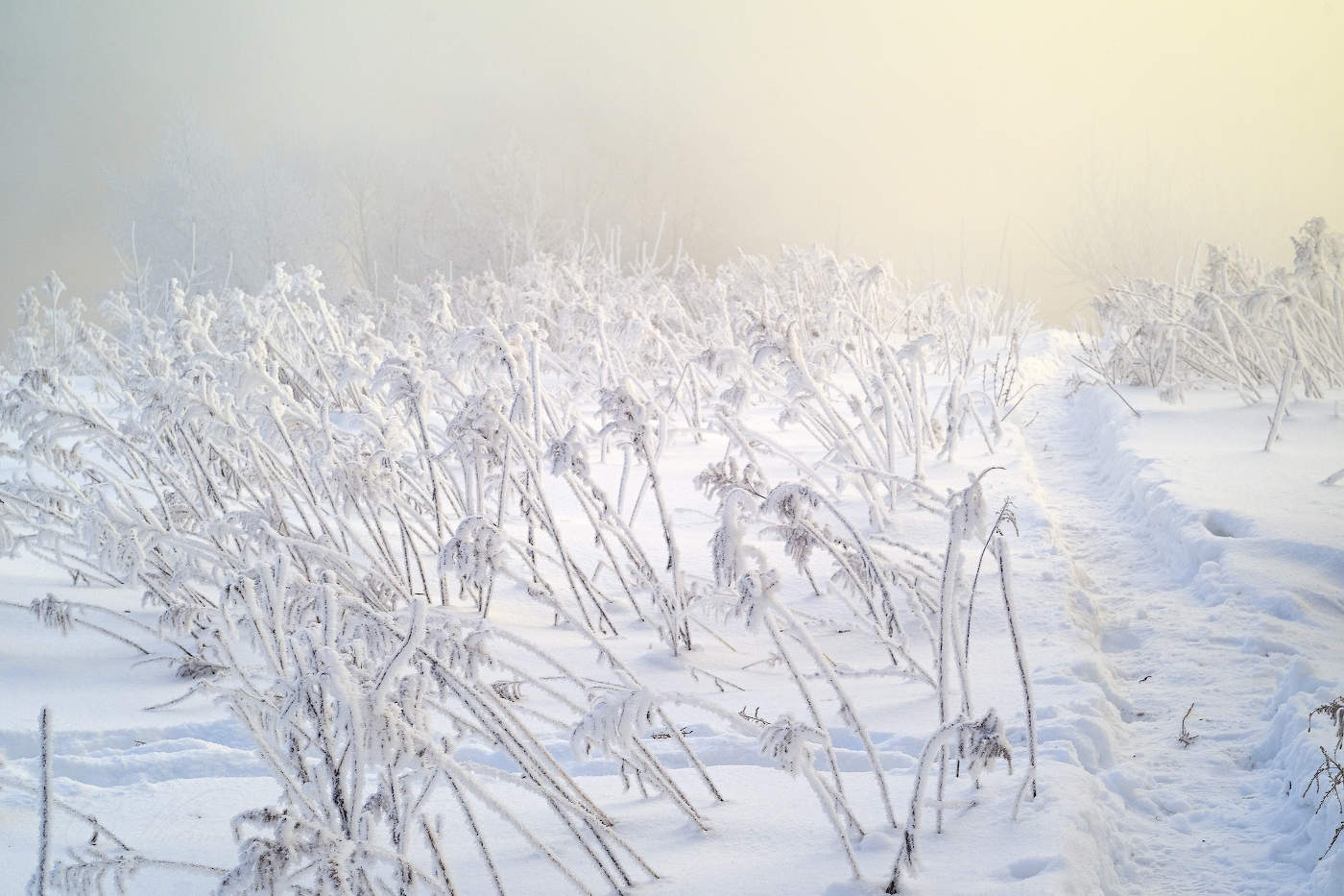 В морозный туман