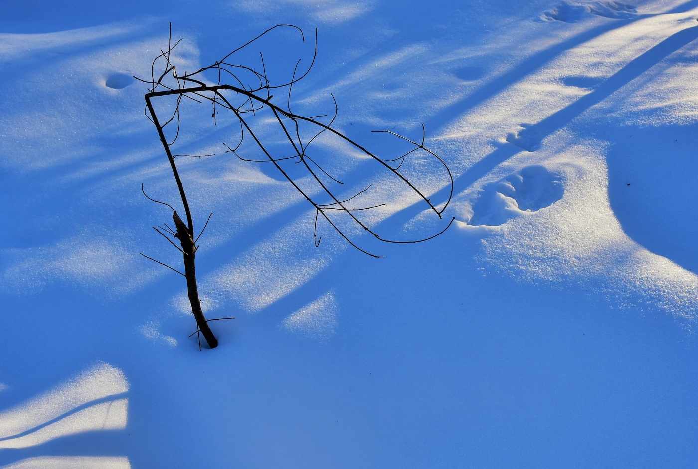 Надломленное деревце ...