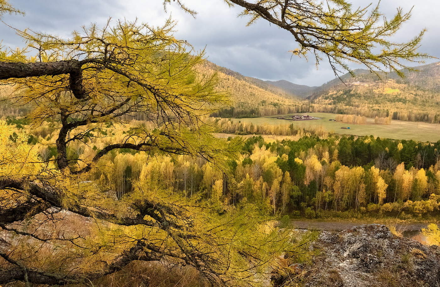 Сквозь ветви времени