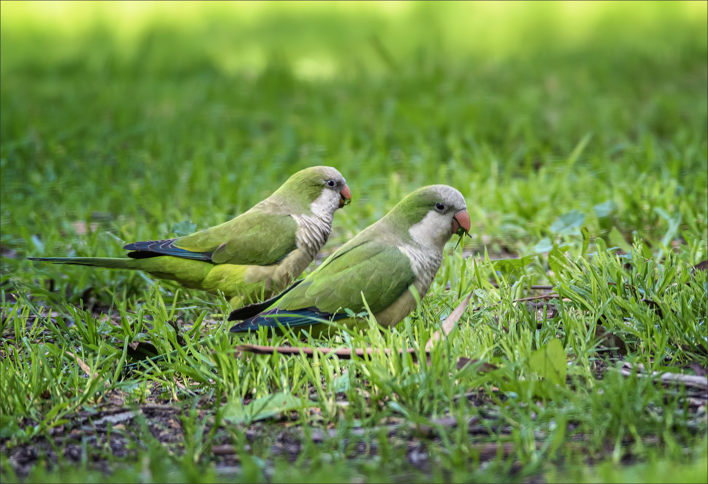 В траве сидел "кузнечик"