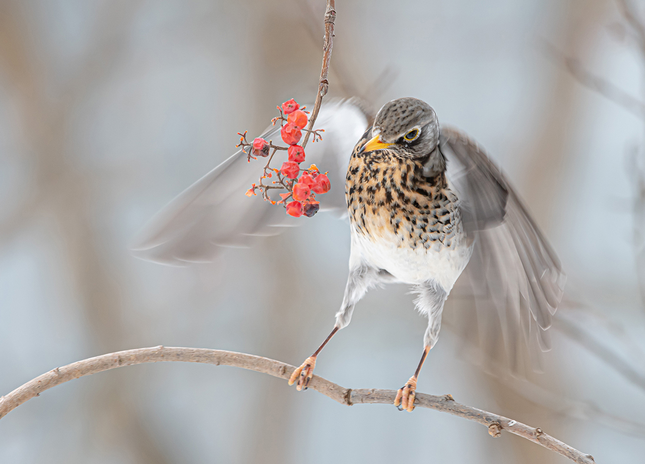 Дрозд рябинник