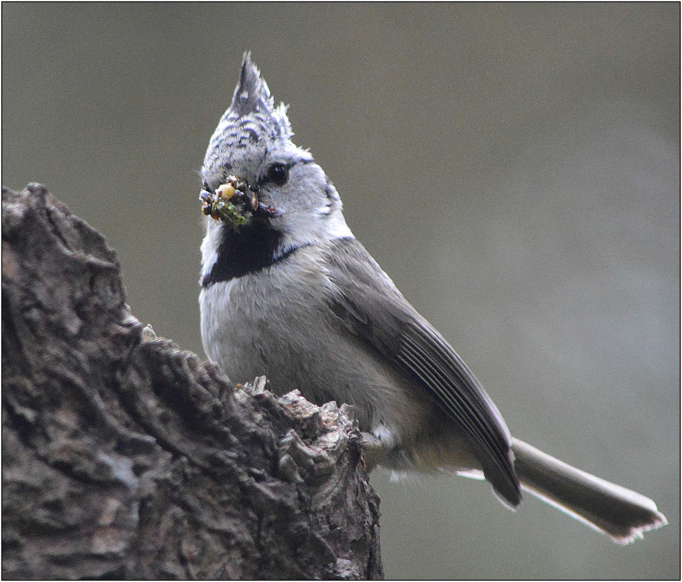Гренадерка.