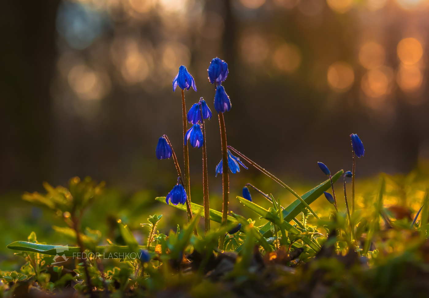 Пролески этого года