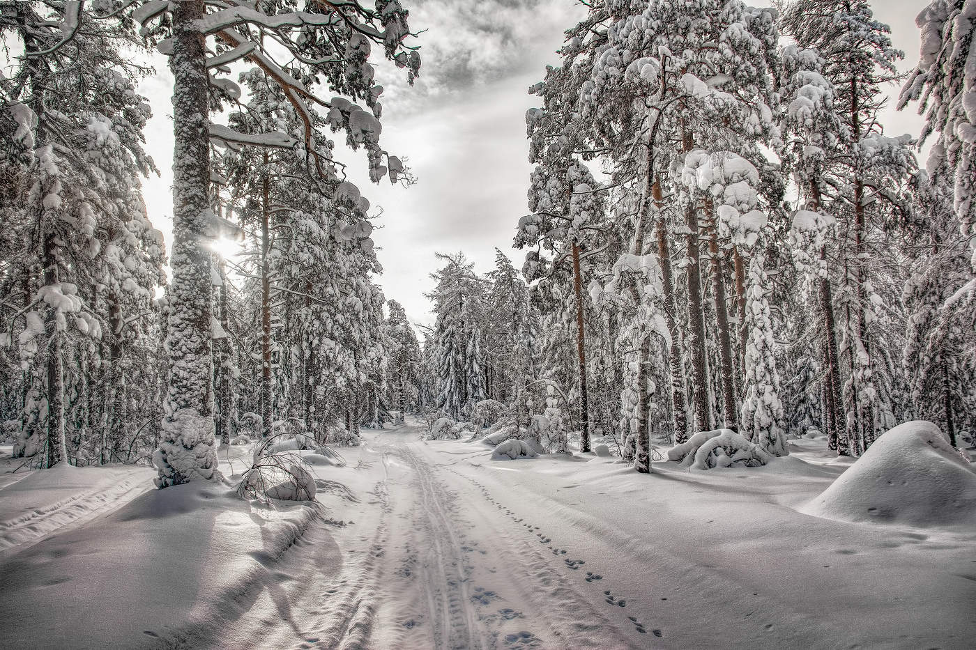 Замороженный лес
