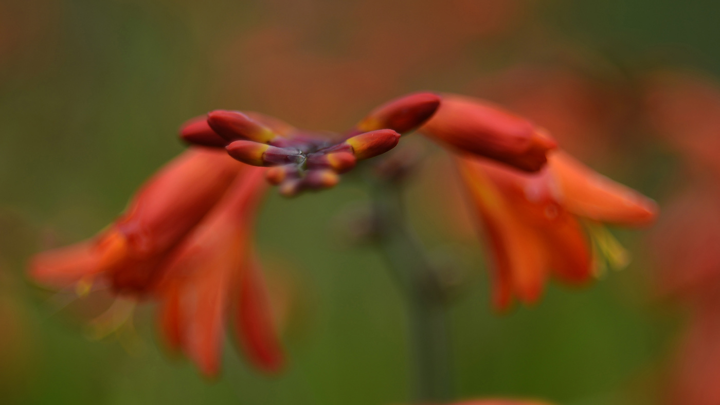 Монтбреция