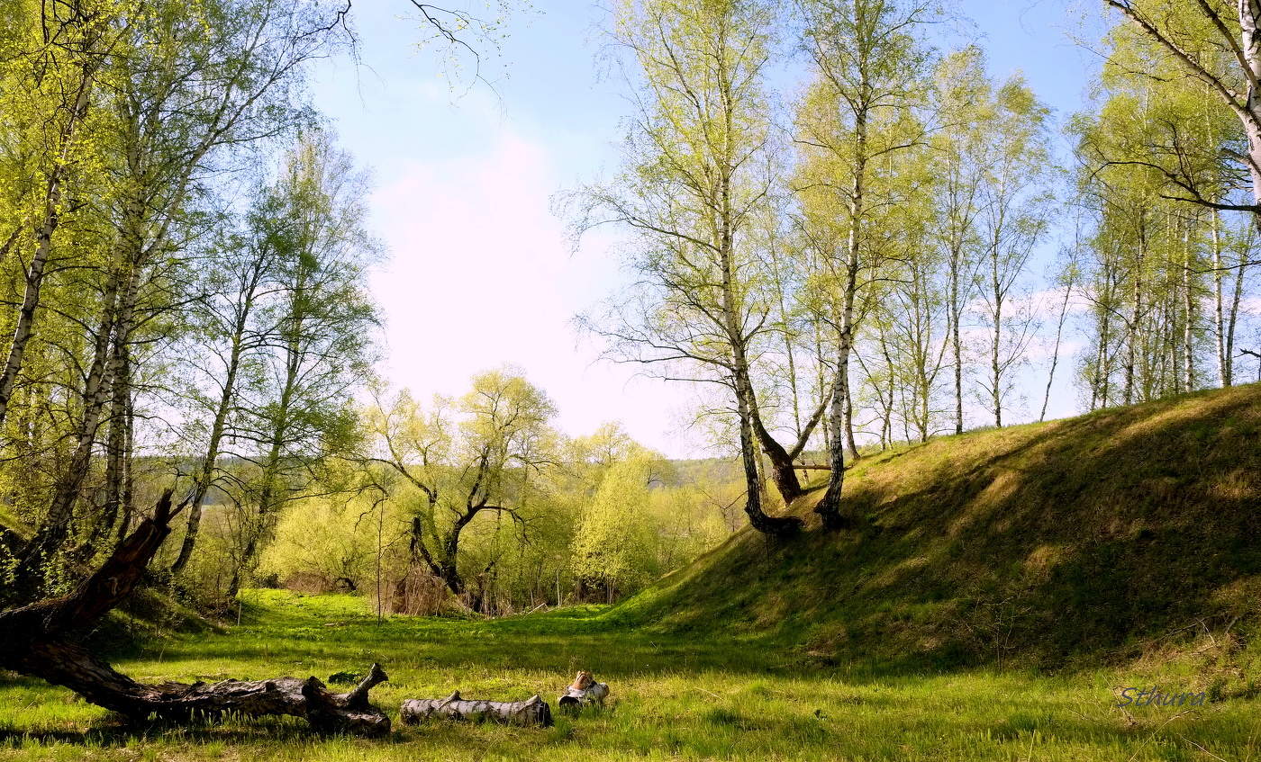 Майские берёзки.