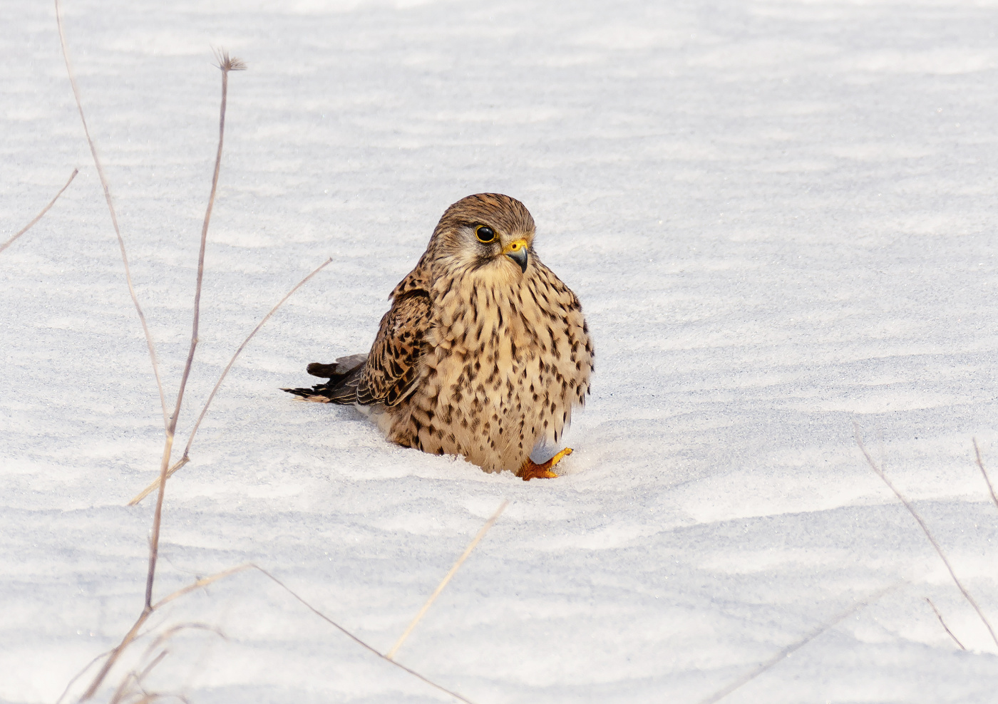 Пустельга ..