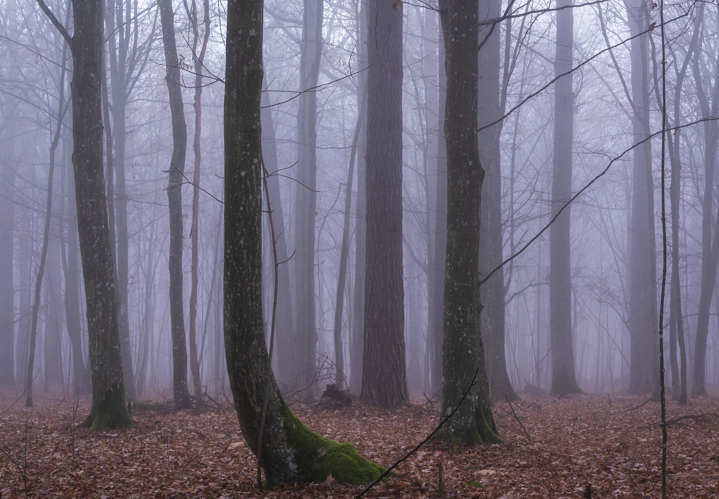 В рассветном тумане
