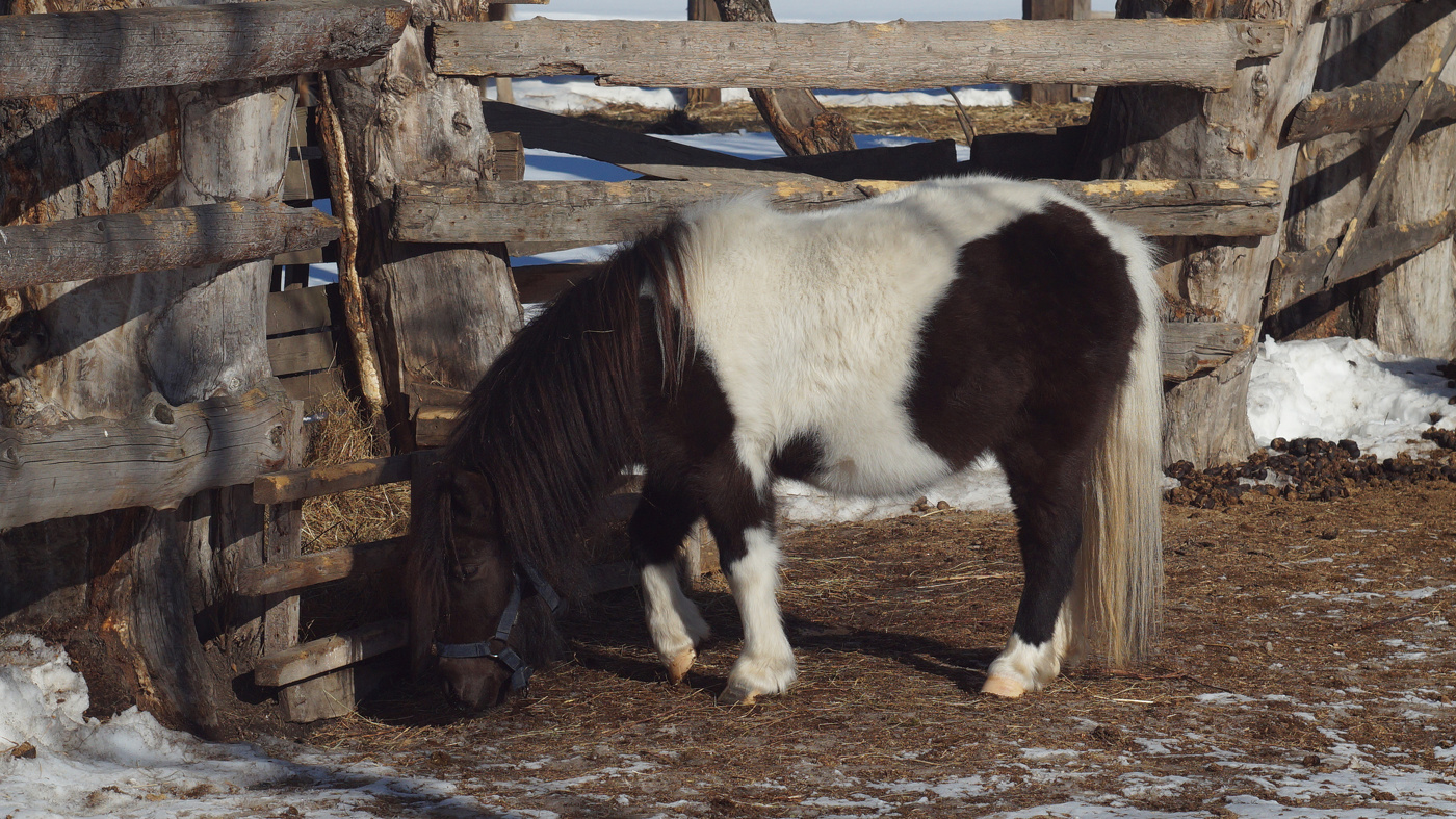 А пони тоже кони.
