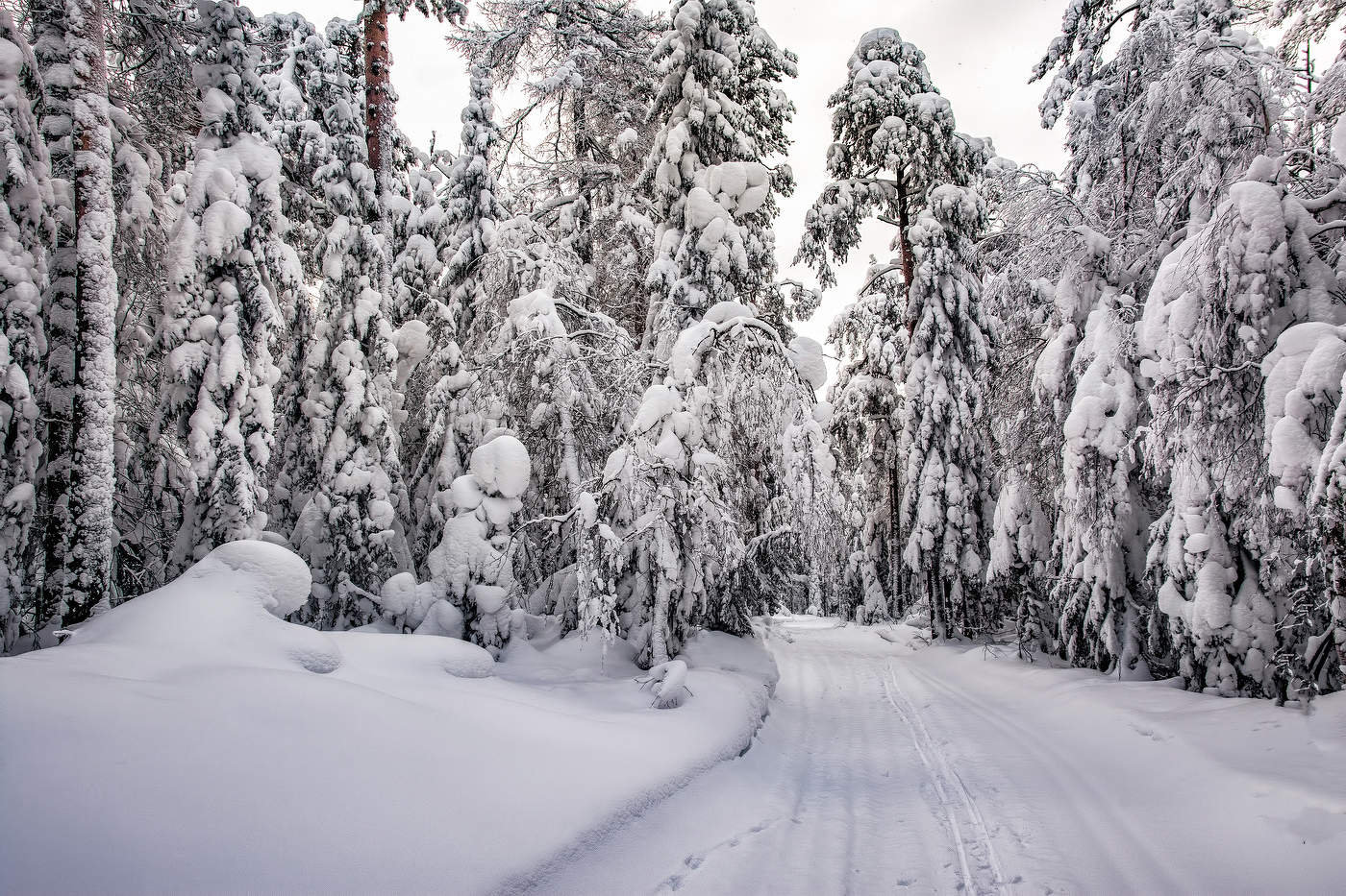 Задумчивый лес, разодетый в наряд белоснежный