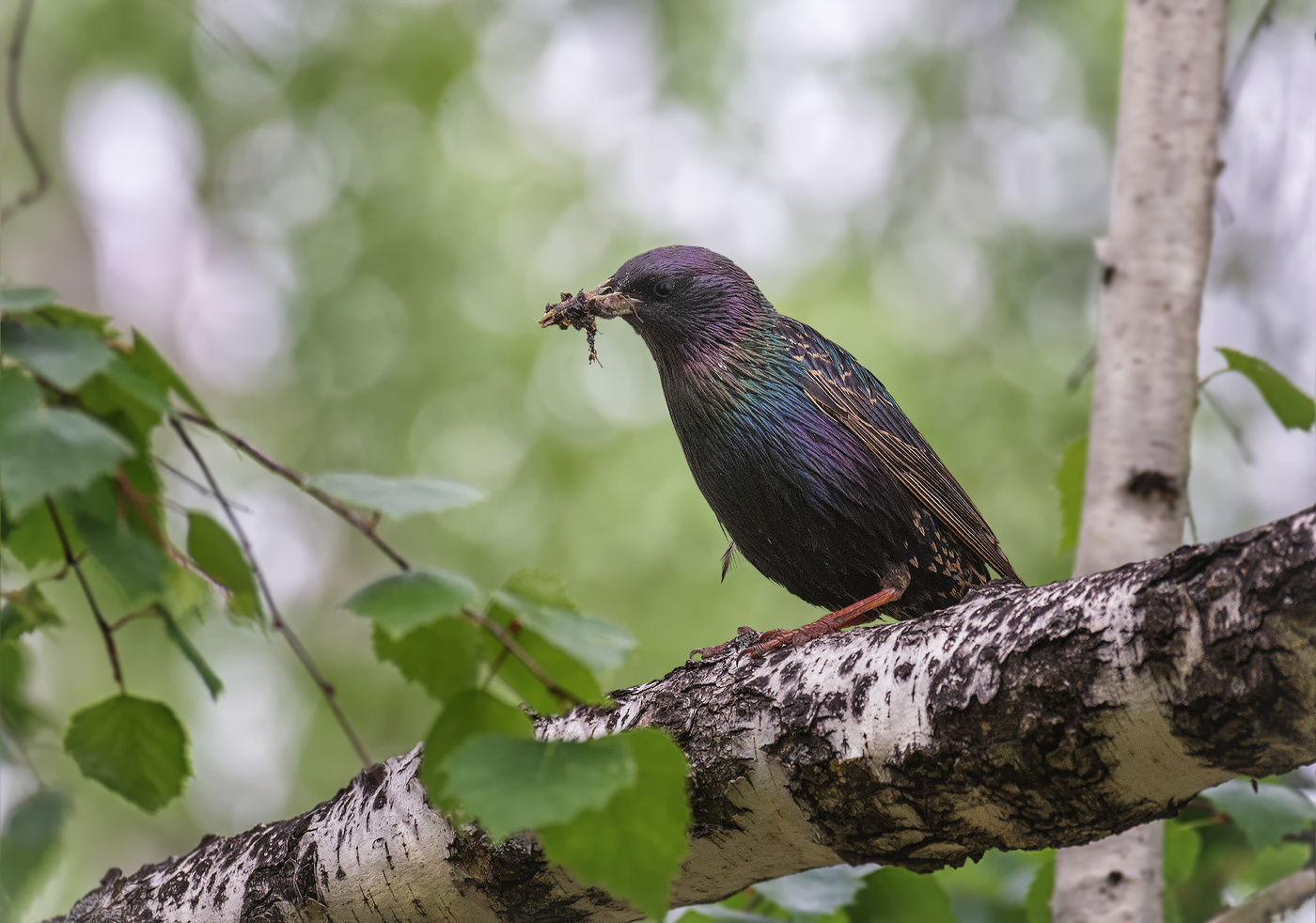 весенние заботы..