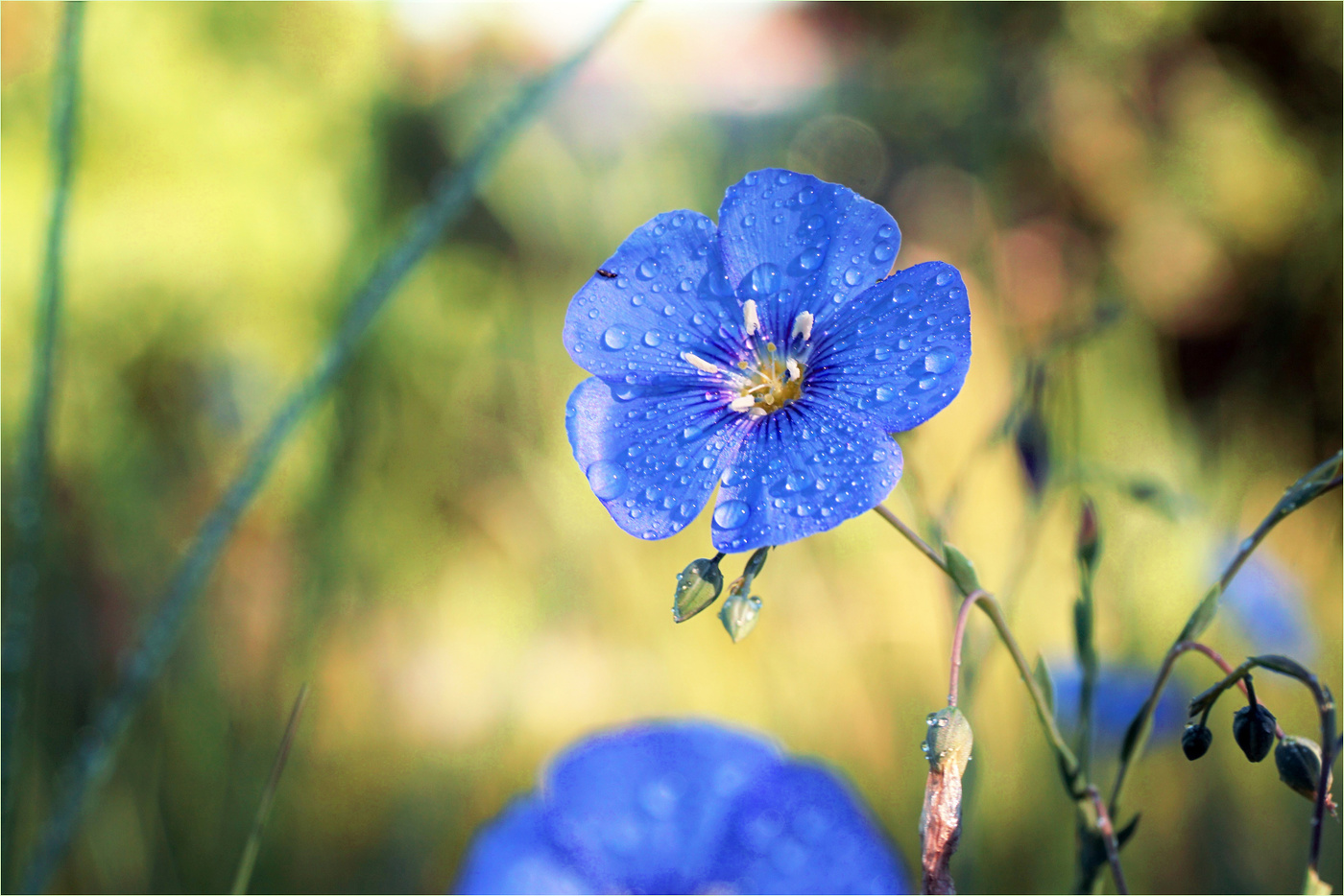 Цветочек лета