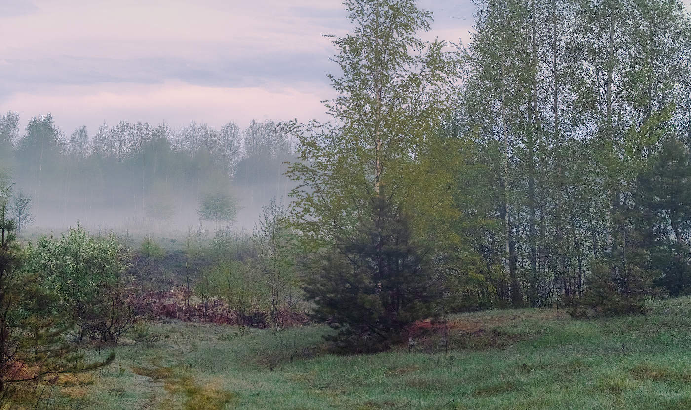 Лесной туман