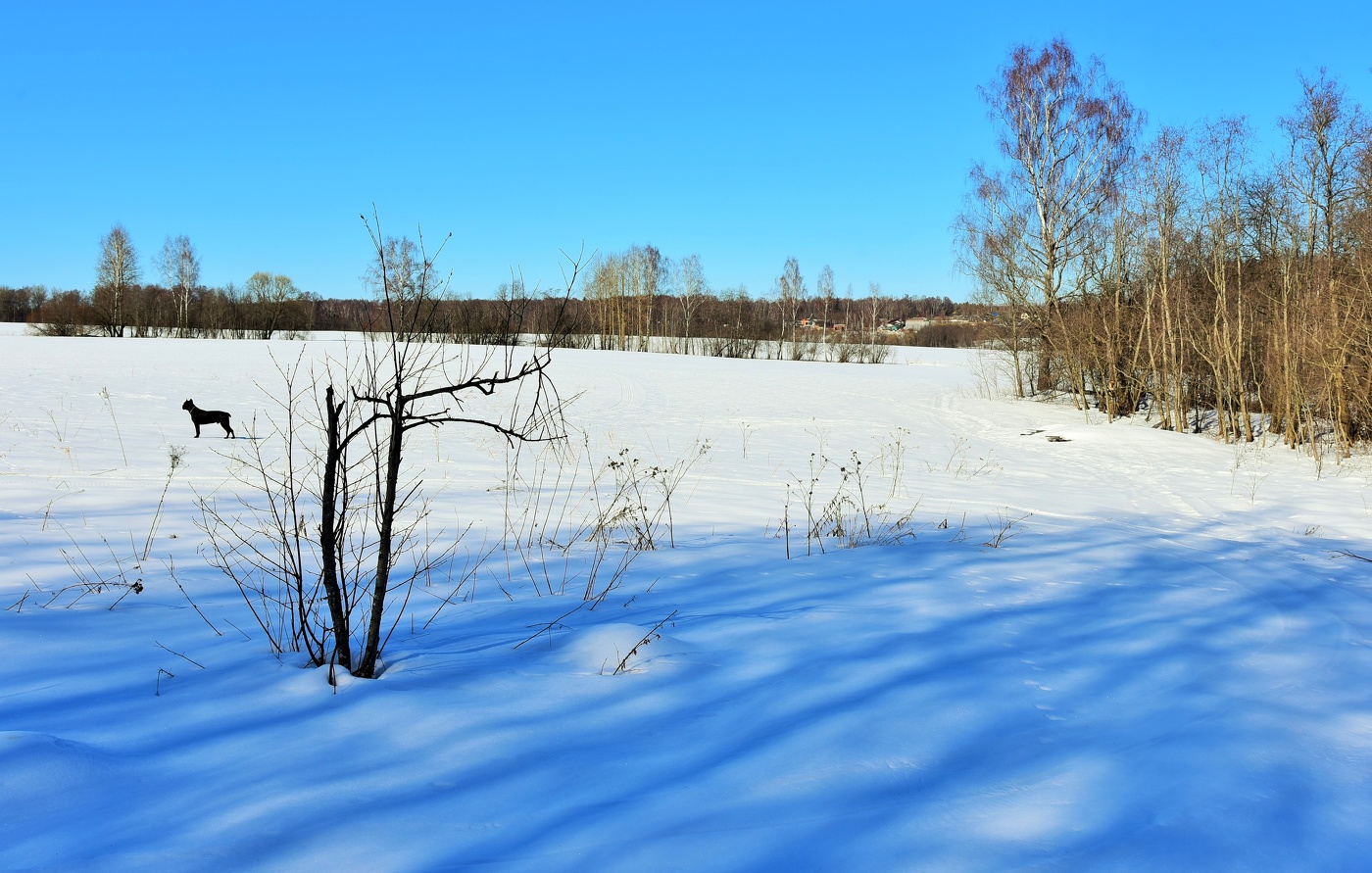 Мартовский пейзаж с собакой ...