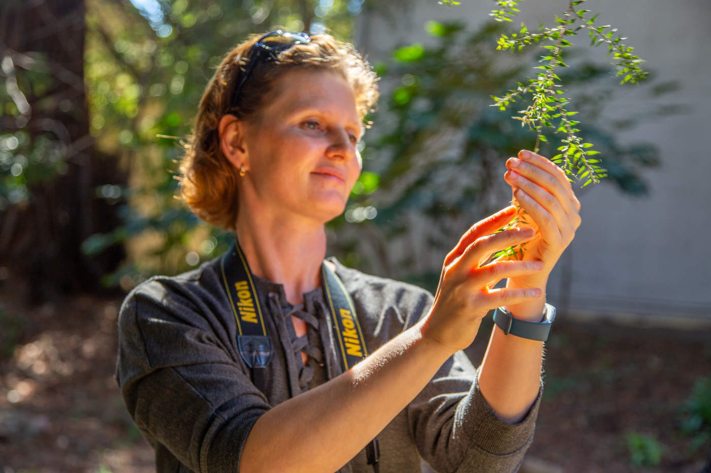 Хвоя секвойи