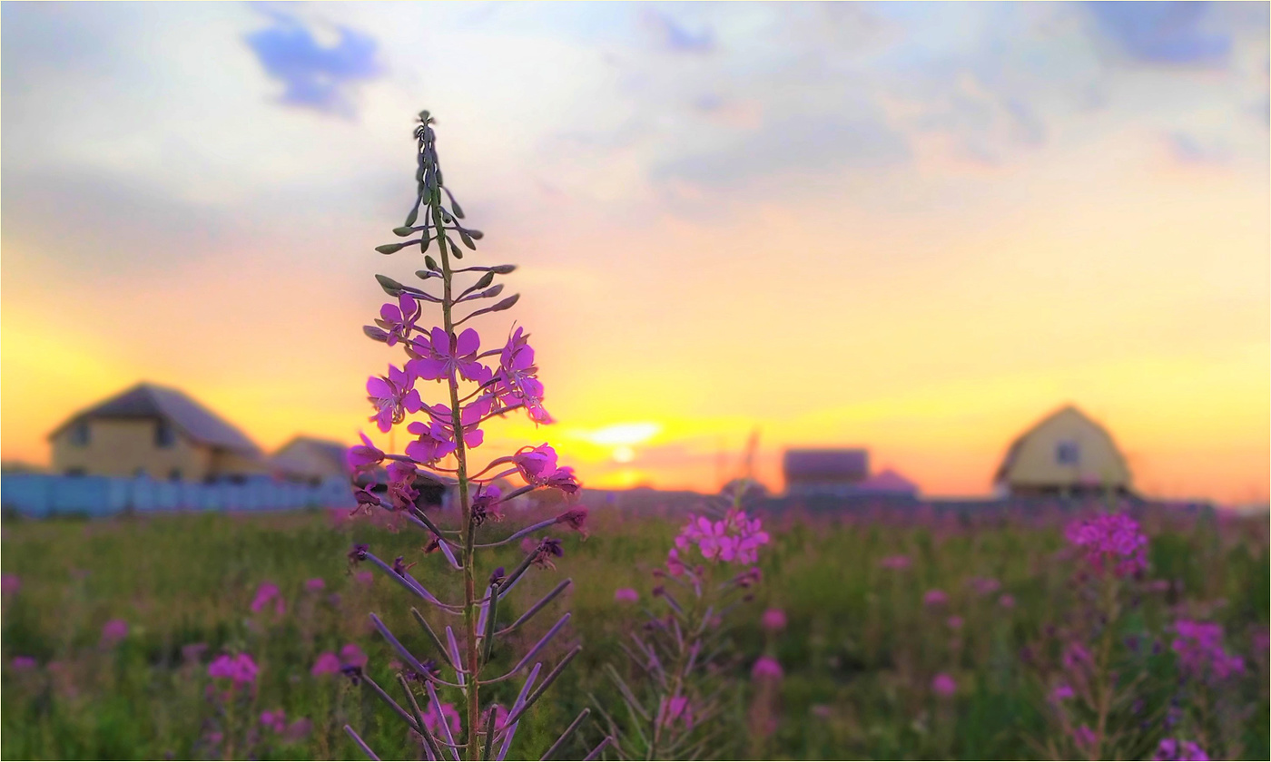 Иван-чай. Деревенское лето