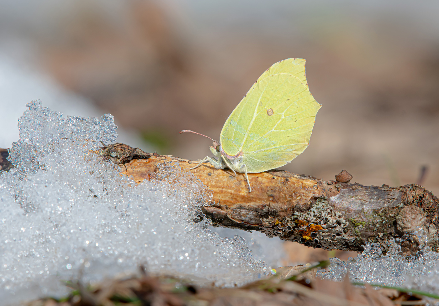 Первая "ласточка"