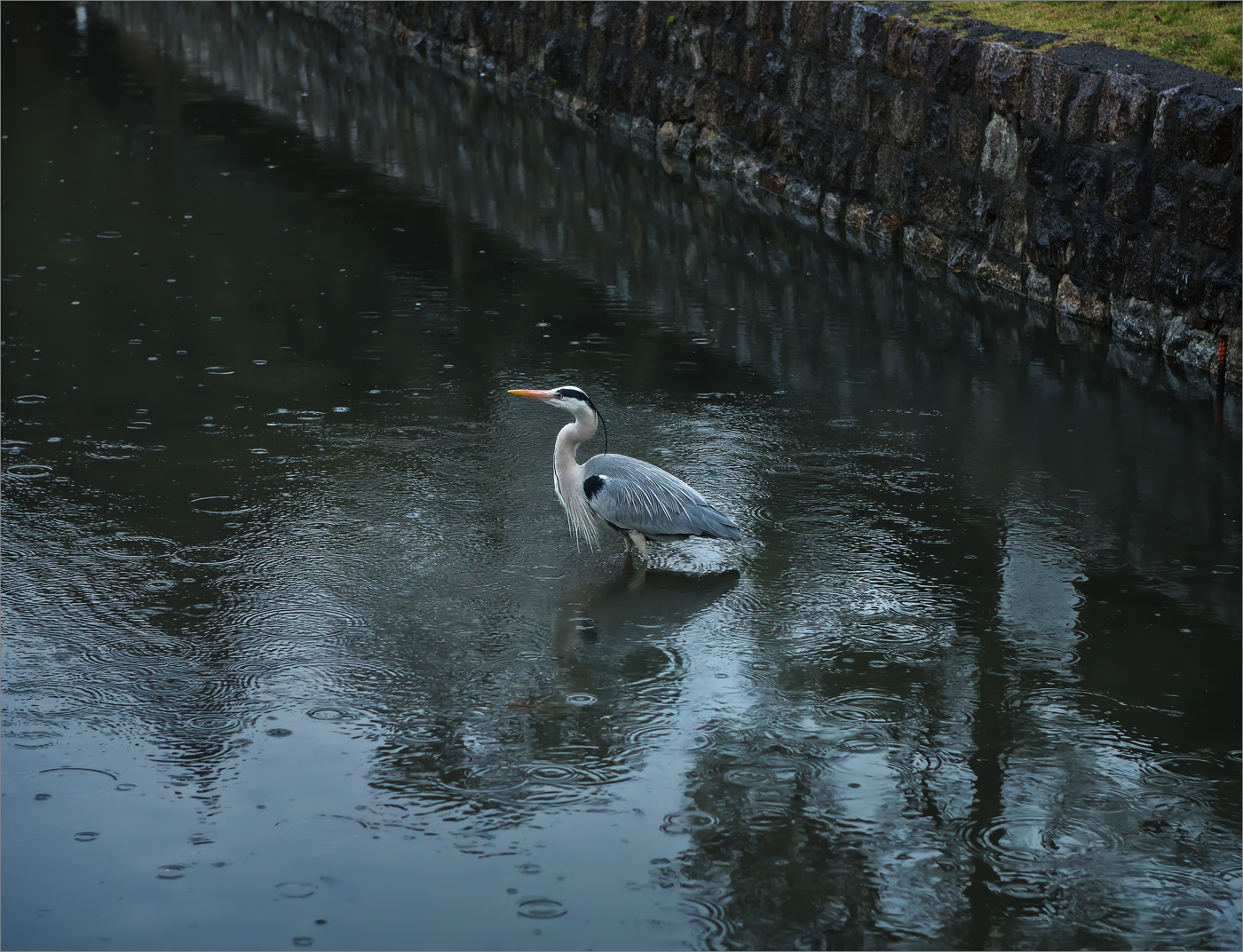 В Киото дождь (2)