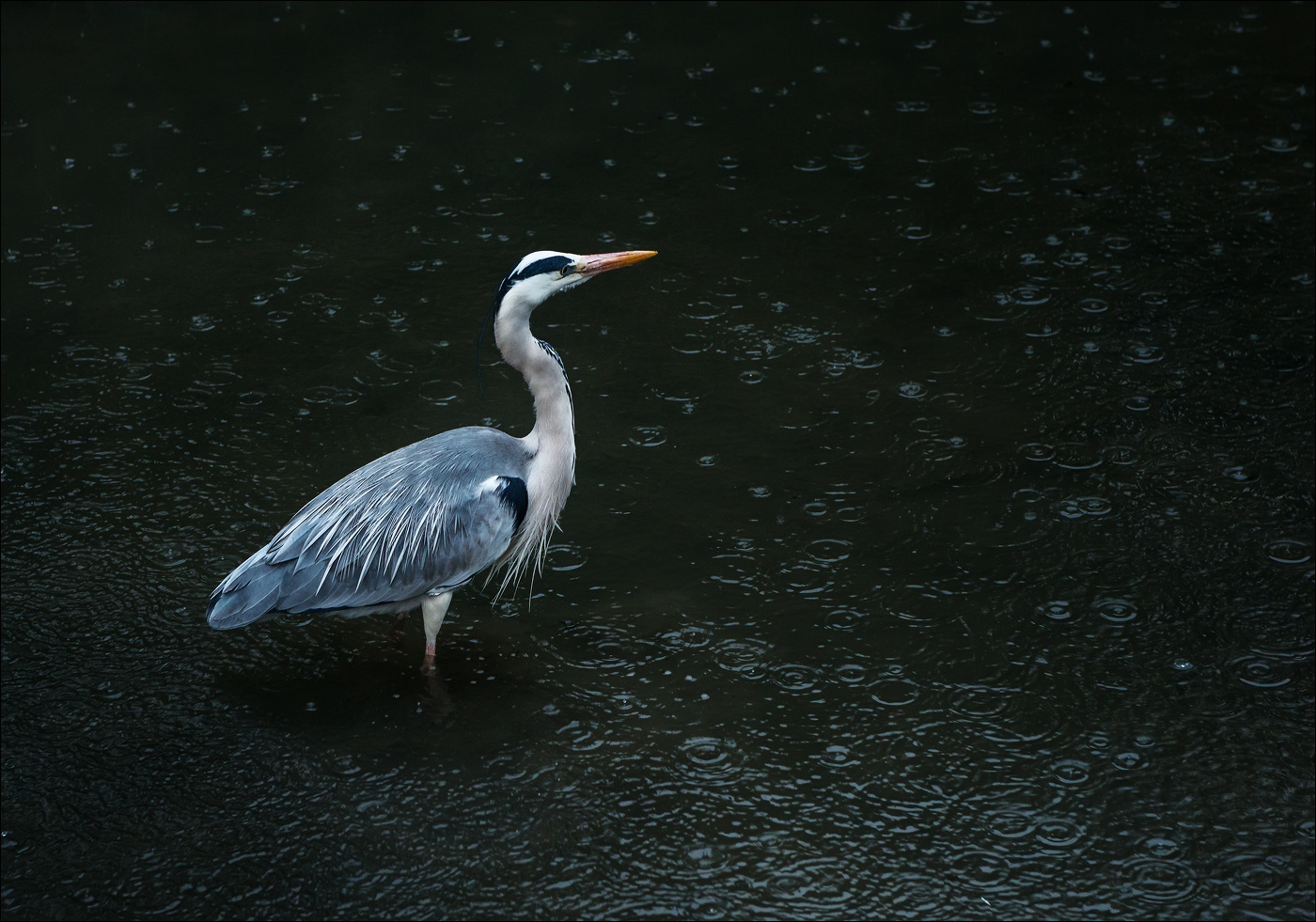 В Киото дождь (3)