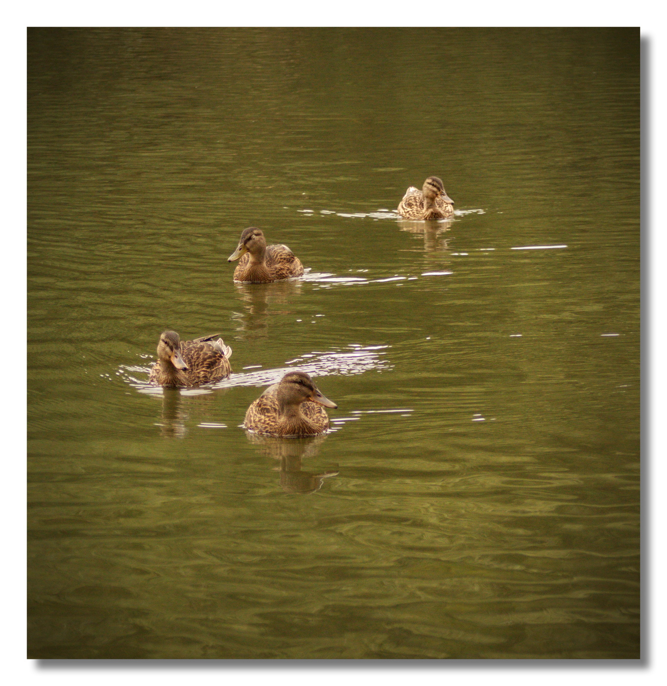 Речной квартет