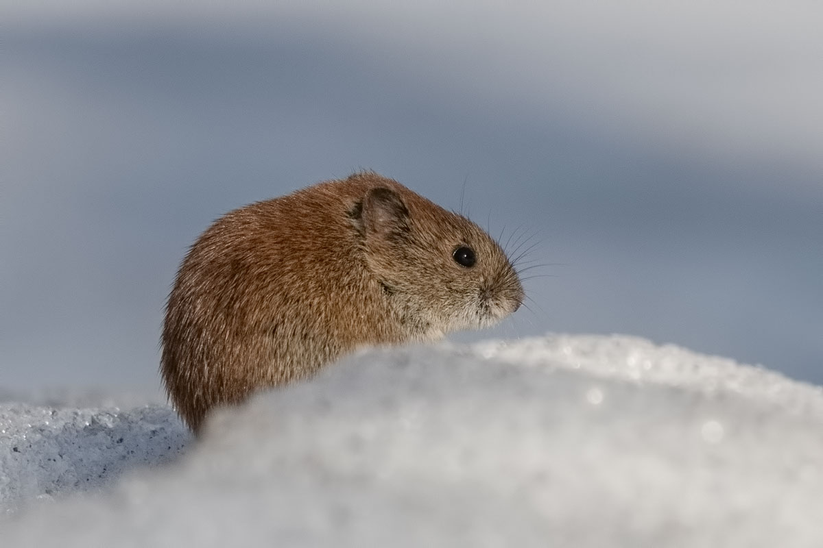 Мышь... не компьютерная.