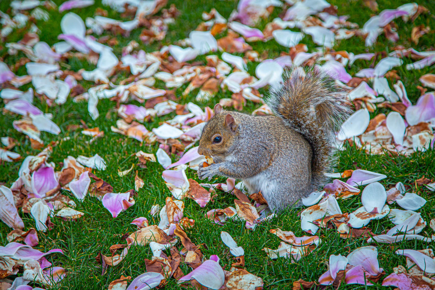 Вкусные лепестки