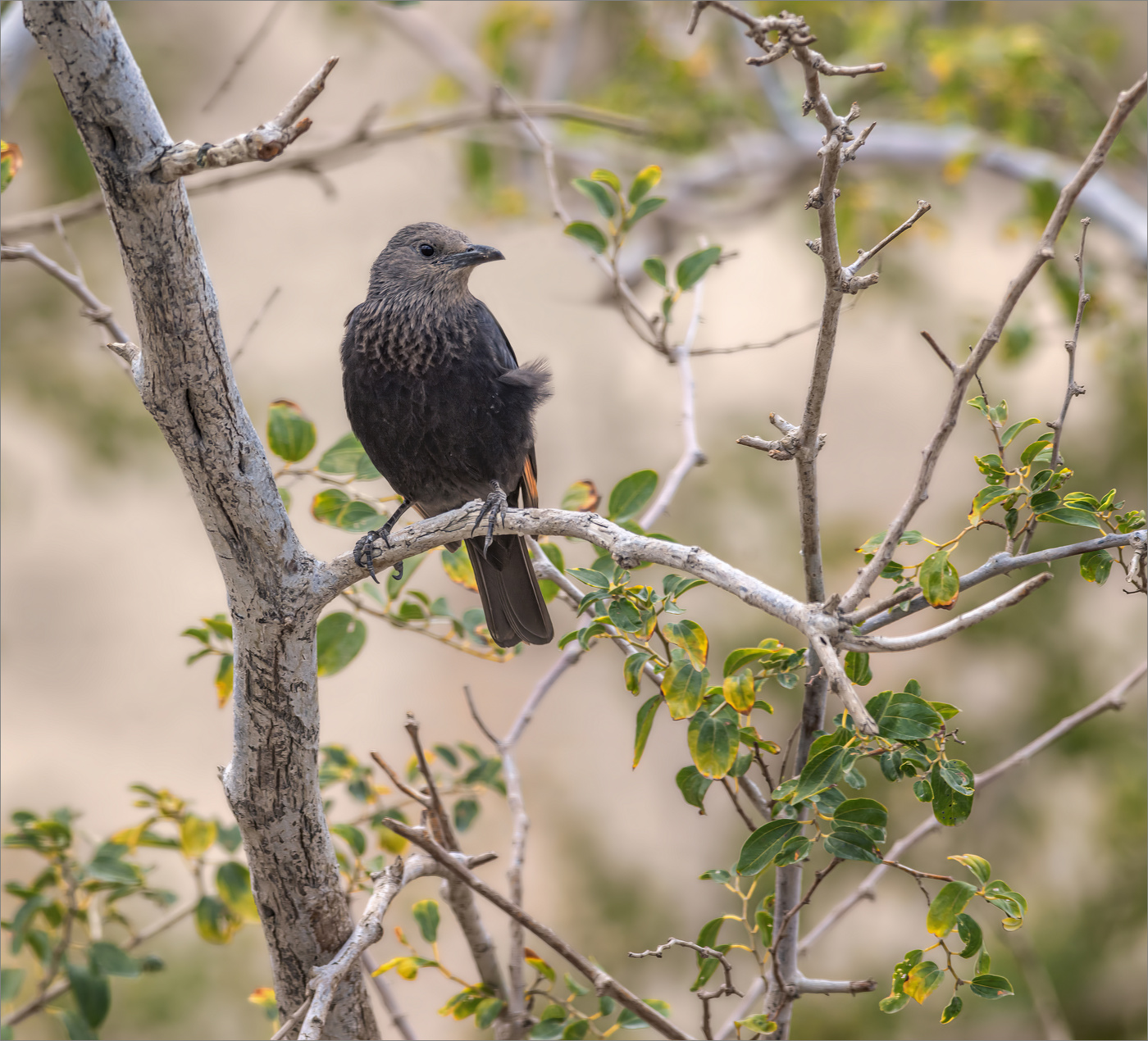 Тристрамов длиннохвостый скворец (самочка)