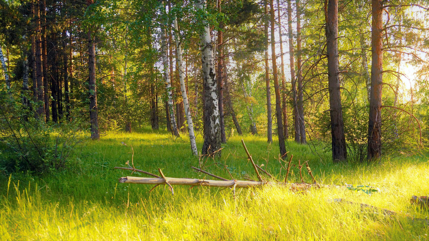 Майский лес