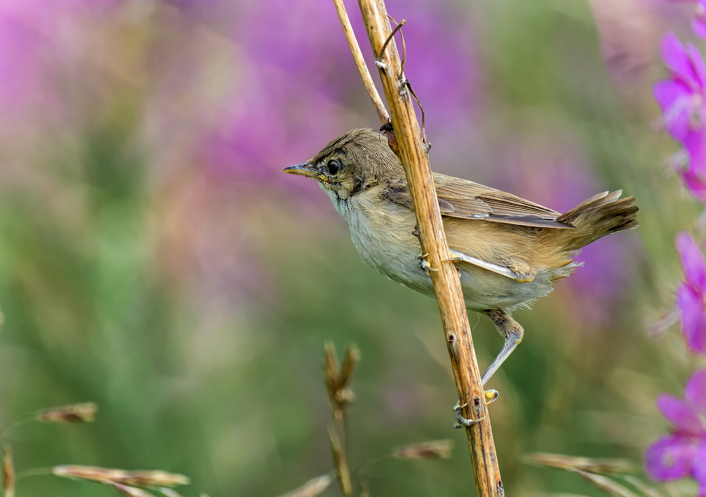 желто-ротик в иван-чае
