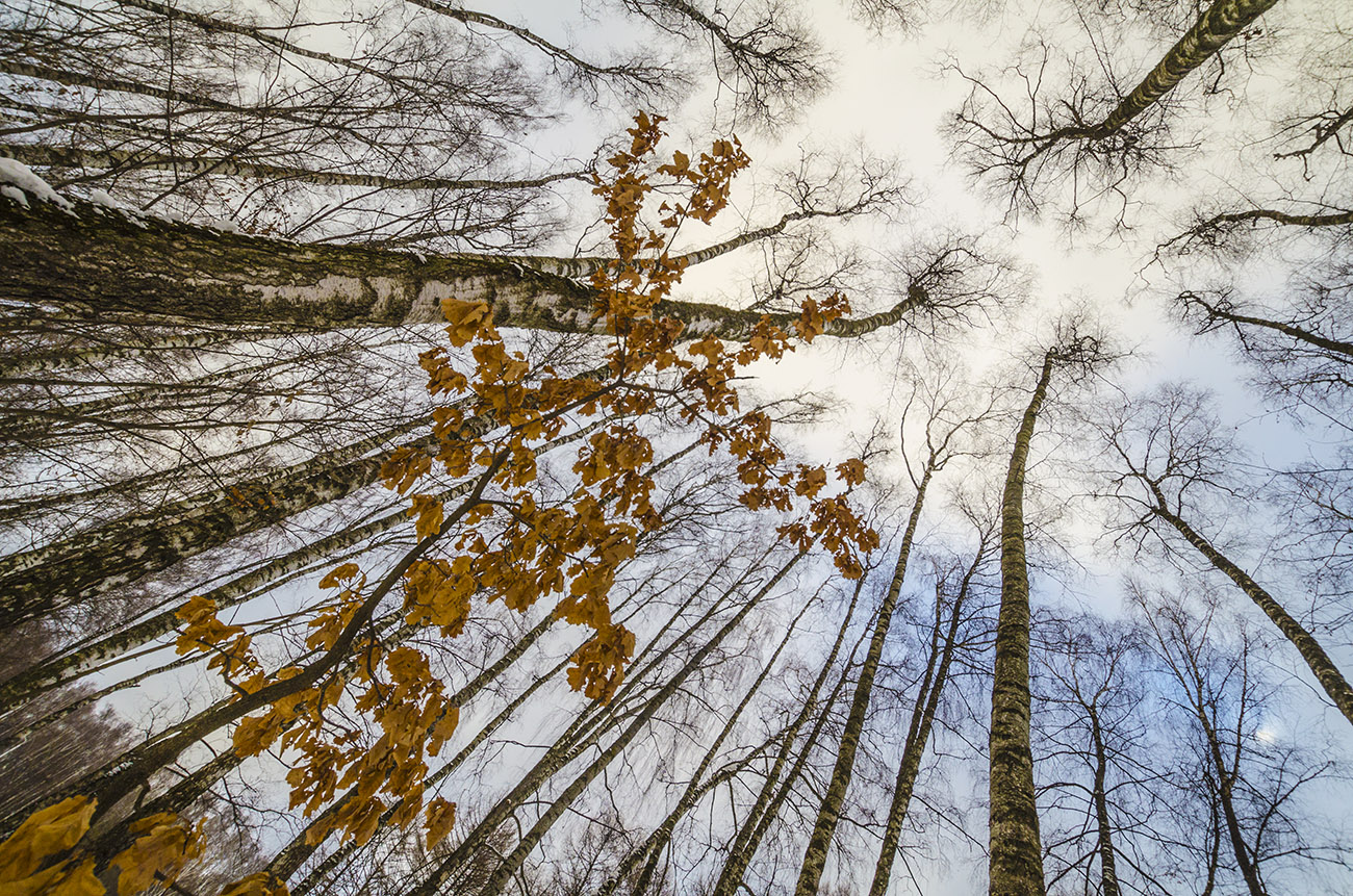 Воспоминание об ушедшей осени. Февраль