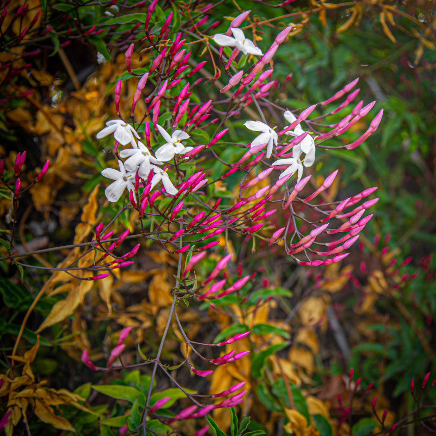 Стремление