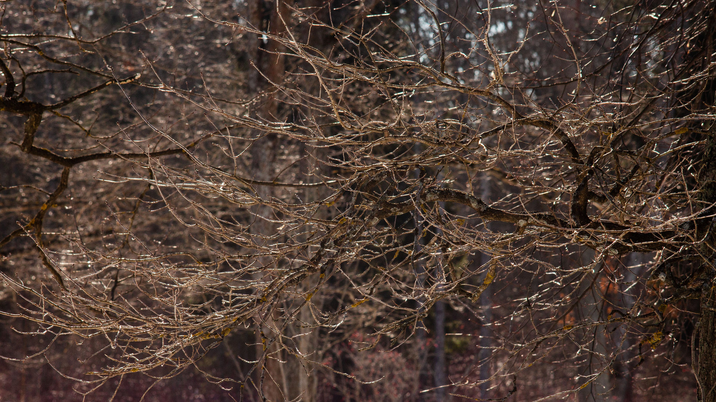 Жизнь вокруг