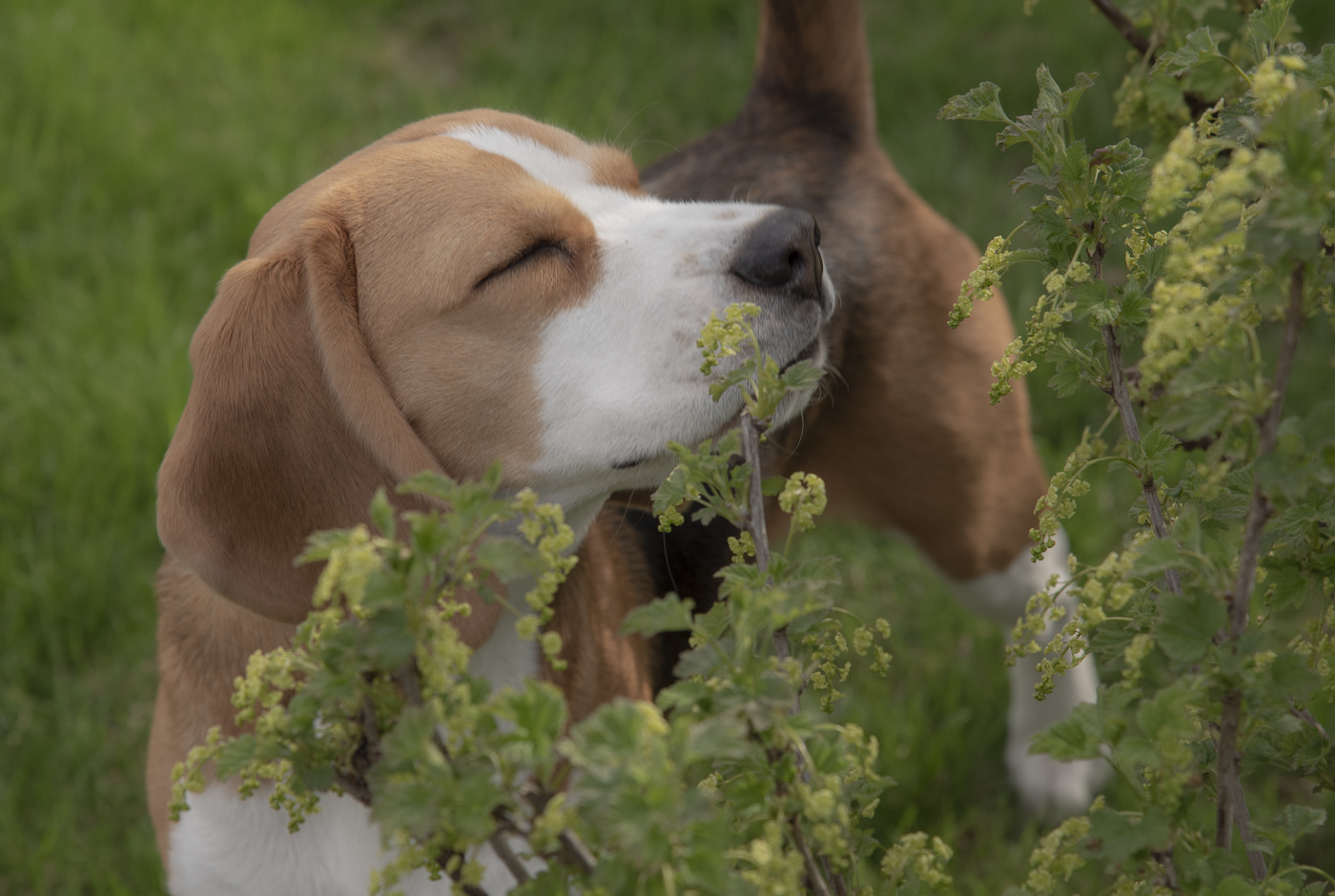 Запах весны