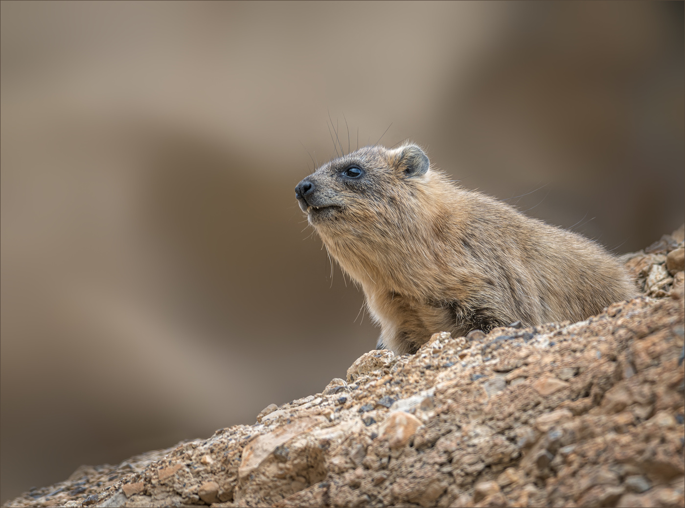 Любопытство не порок