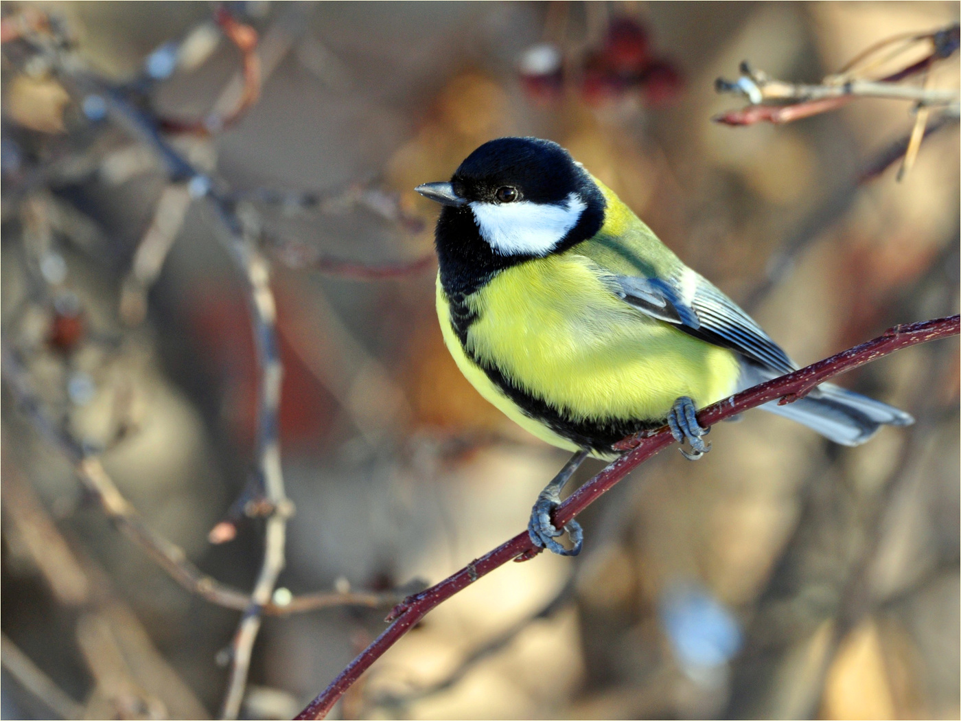Наша птичка - Большая синичка. Parus major