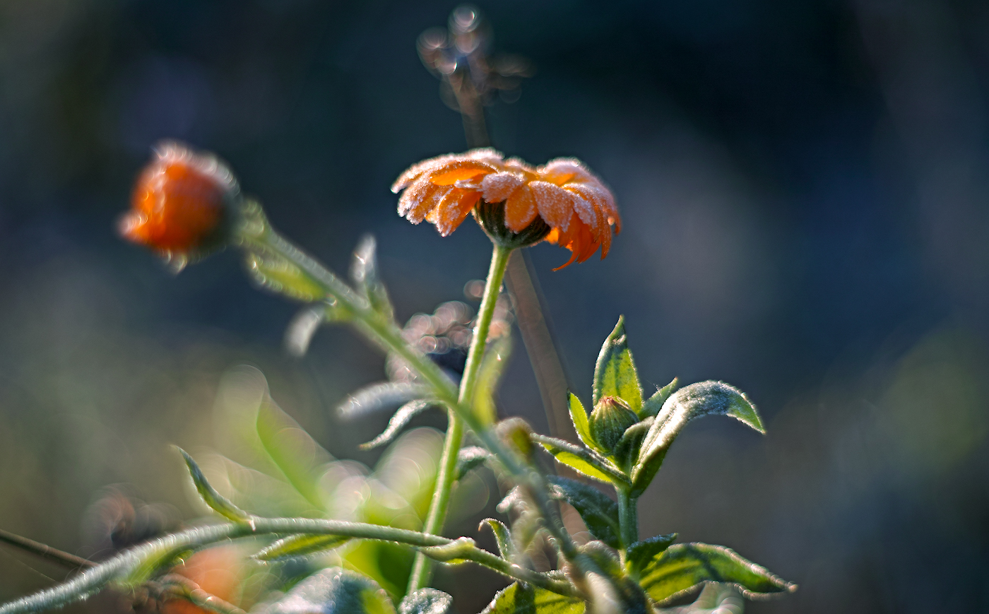 Календула в сахаре