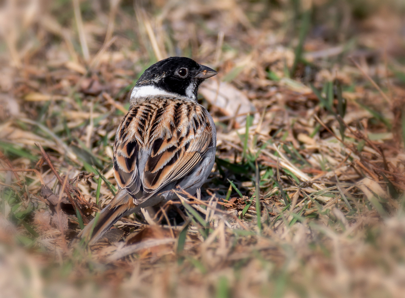 овсянка тростниковая..